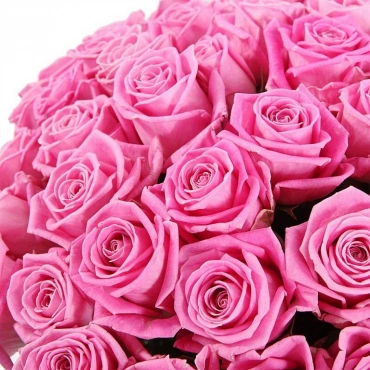 Роза Аква (50 см)