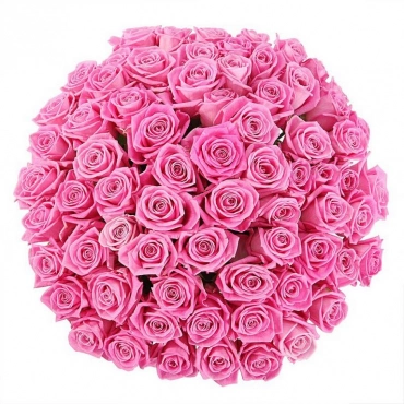 Роза Аква (50 см)