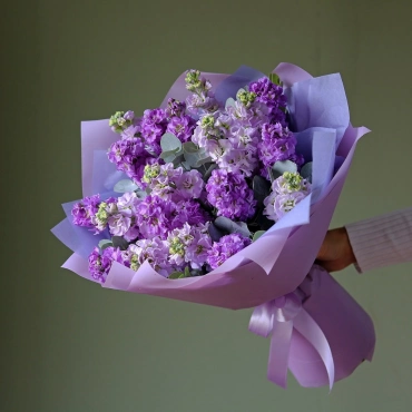 Маттиола фиолетовых оттенков