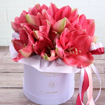 Амариллисы в коробке в ассортименте