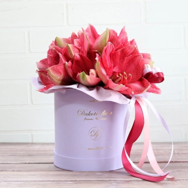 Амариллисы в коробке в ассортименте