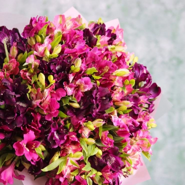 Альстромерия фиолетовая