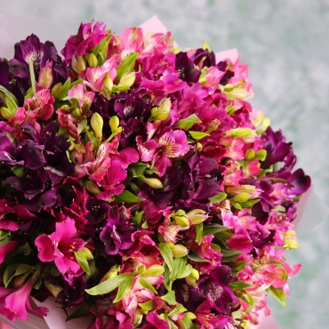 Альстромерия фиолетовая