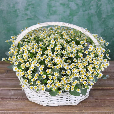 Корзина с ромашками