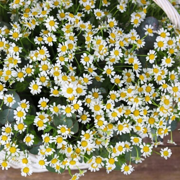 Корзина с ромашками