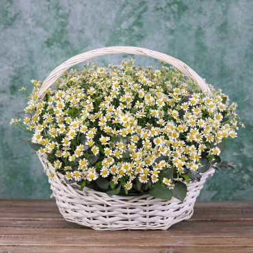Корзина с ромашками
