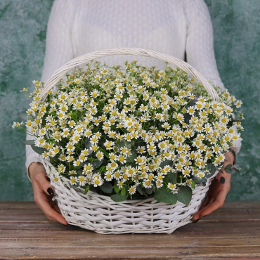 Корзина с ромашками