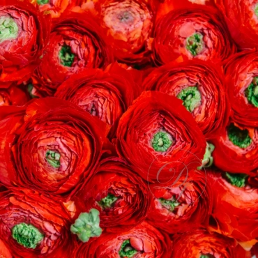 Красные ранункулюсы букет