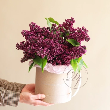 Сирени в коробке (сезонная)