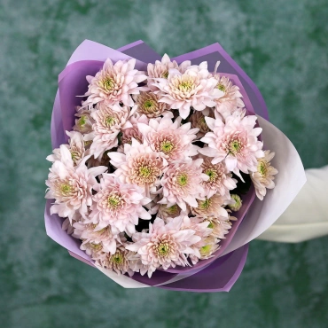 Лавандовые хризантемы