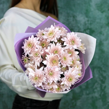 Лавандовые хризантемы