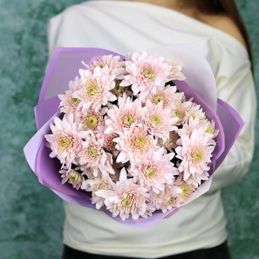 Лавандовые хризантемы