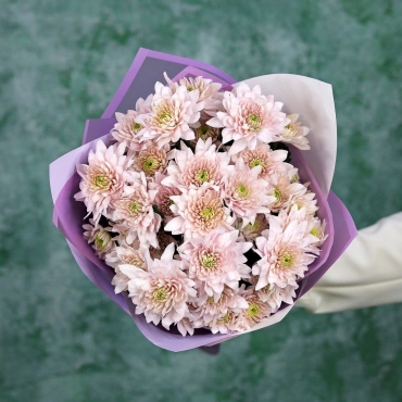 Лавандовые хризантемы