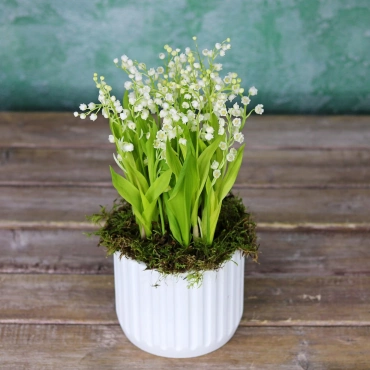 Ландыши в кашпо