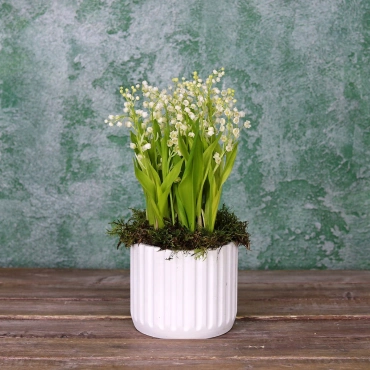Ландыши в кашпо