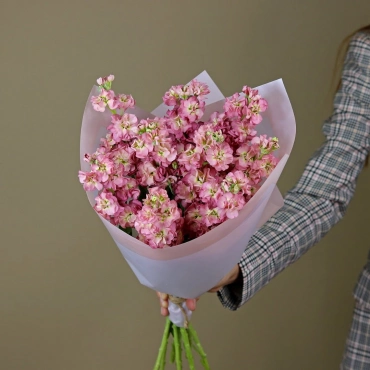 Насыщенно-розовая маттиола