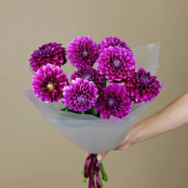 Фиолетовые георгины букет