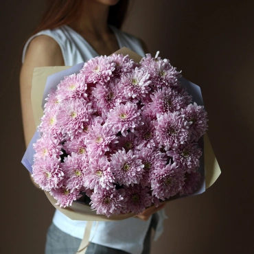 Фиолетовые хризантемы