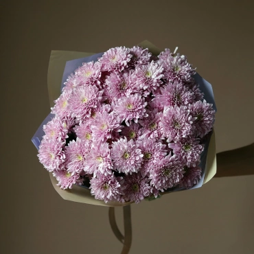 Фиолетовые хризантемы