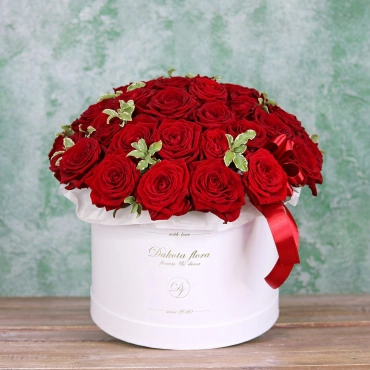 Красные розы в белой коробке с питоспорумом
