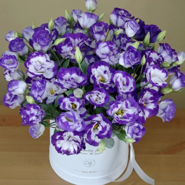 Бело-фиолетовая эустома в коробке
