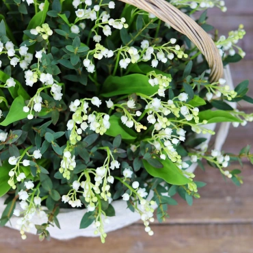 51 ландыш в корзине