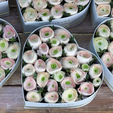 Сердце из нежно-розовых ранункулюсов