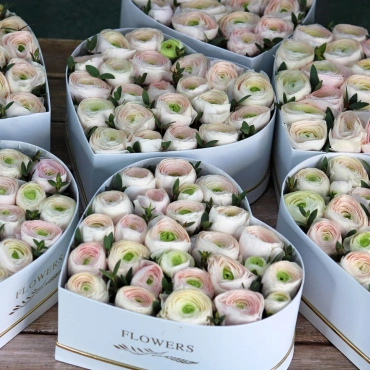 Сердце из нежно-розовых ранункулюсов