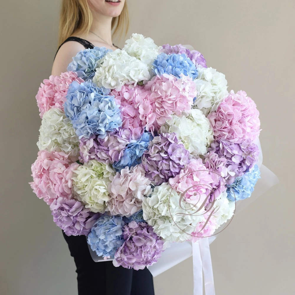 29 гортензий