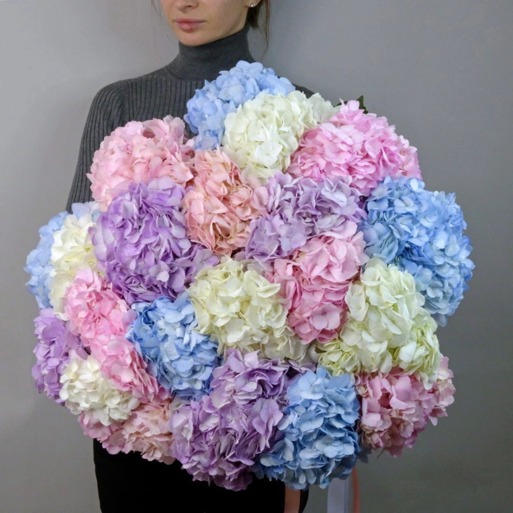 23 гортензии