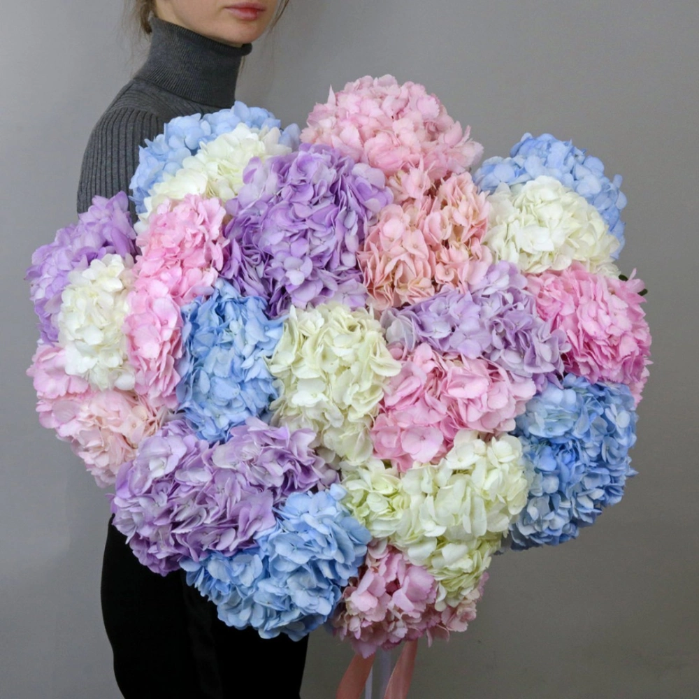 23 гортензии