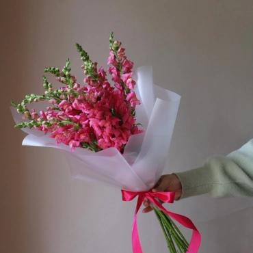 Антиринум букет