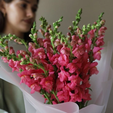 Антиринум букет