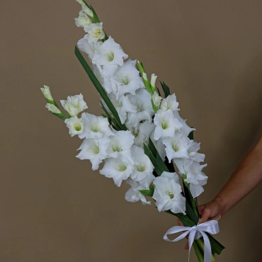 Белые гладиолусы