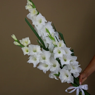 Белые гладиолусы