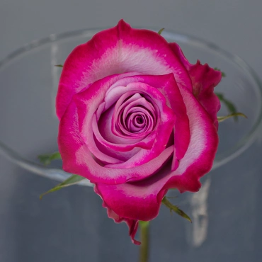 Роза Дип Перпл