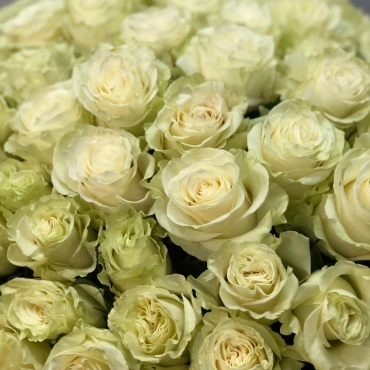 Роза Мондиал