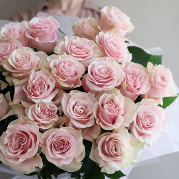 Роза Пинк Мондиал