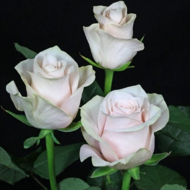 Роза Помароза