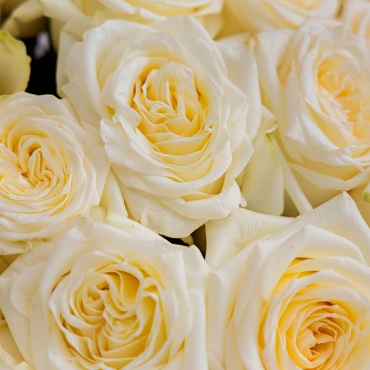 Роза Кэндлайт