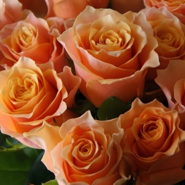 Роза Крем Карпедиам