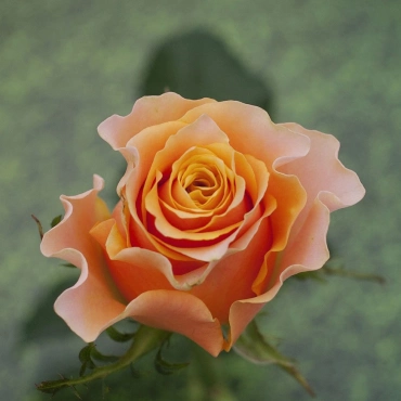 Роза Крем Карпедиам