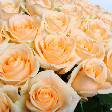 Роза Нектарин