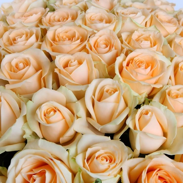 Роза Нектарин