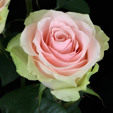 Роза Фрутетто