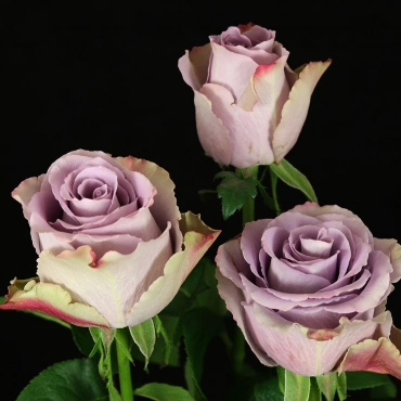 Роза Грей Кнайтс