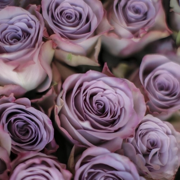 Роза Грей Кнайтс