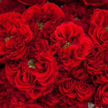 Роза Монстр