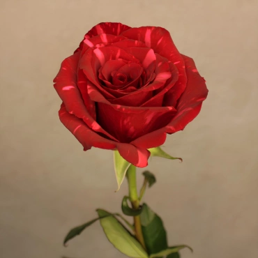 Роза Ред Пантер