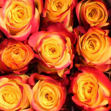 Роза Хот Меренг